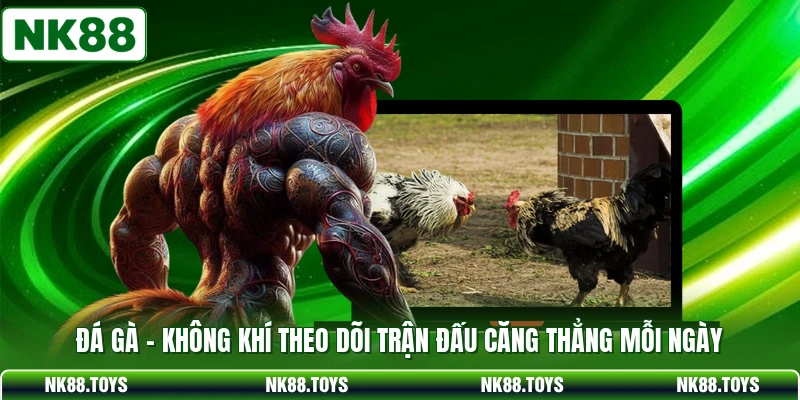 Đá Gà - Không Khí Theo Dõi Trận Đấu Căng Thẳng Mỗi Ngày